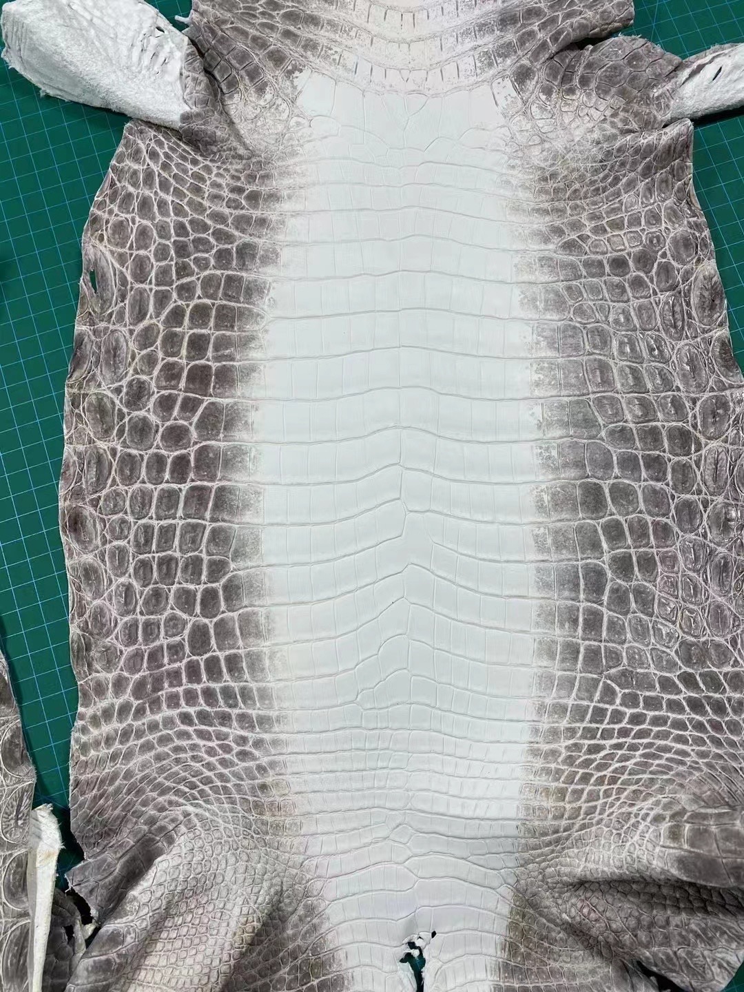 Custom HM Crocodile Himalayan Leather