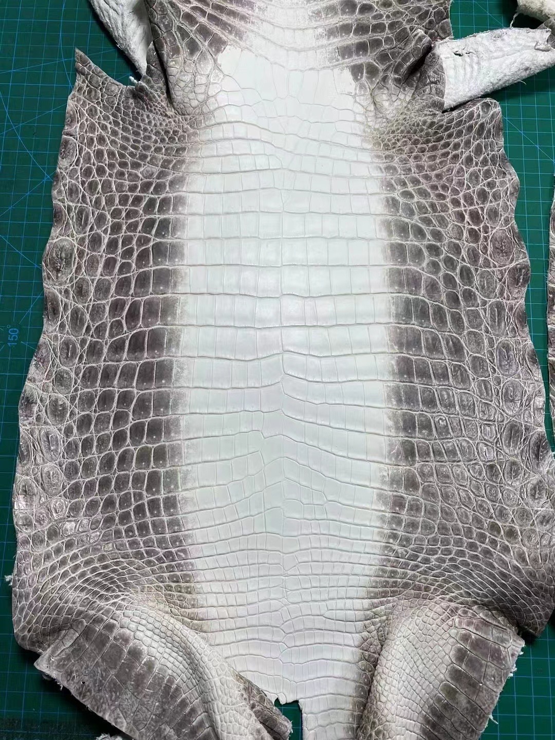 Custom HM Crocodile Himalayan Leather